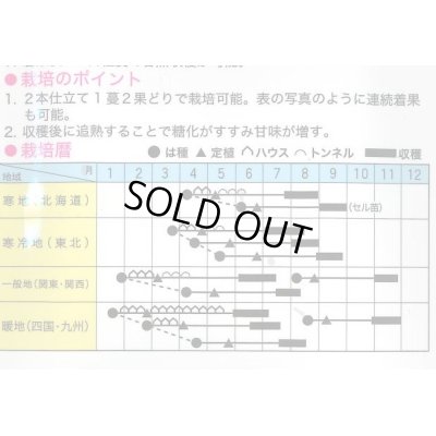 画像3: 送料無料　[かぼちゃ]　くり将軍　100粒　トキタ種苗(株)