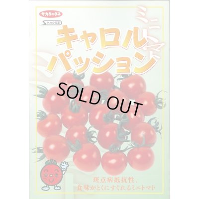 画像2: 送料無料　[トマト/ミニトマト]　キャロルパッション　12粒　(株)サカタのタネ　実咲450（002826）