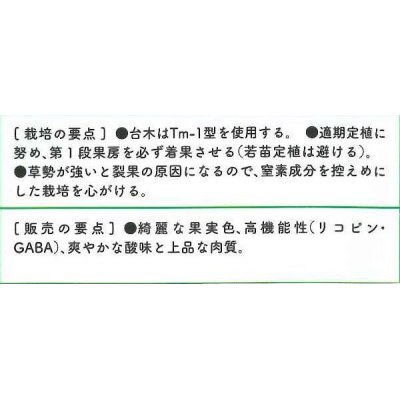 画像3: [トマト/マウロの地中海ミニトマト]　マラケシアンヒップ　100粒　パイオニアエコサイエ ンス　サナテックシード（株）