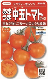 送料無料　[トマト/中玉トマト]　シンディーオレンジ　13粒　(株)サカタのタネ　実咲550  （002817）