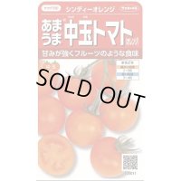 送料無料　[トマト/中玉トマト]　シンディーオレンジ　13粒　(株)サカタのタネ　実咲550  （002817）