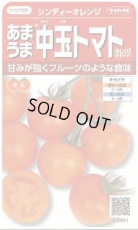 送料無料　[トマト/中玉トマト]　シンディーオレンジ　13粒　(株)サカタのタネ　実咲550  （002817）