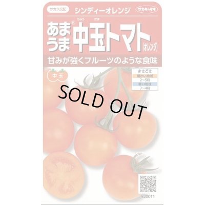 画像1: 送料無料　[トマト/中玉トマト]　シンディーオレンジ　13粒　(株)サカタのタネ　実咲550  （002817）