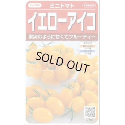 画像1: 送料無料　[トマト/ミニトマト]　イエローアイコ　13粒　(株)サカタのタネ実咲550（002823）