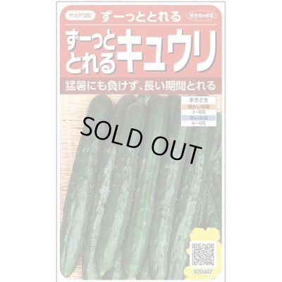 画像1: 送料無料　[キュウリ]　ずーっととれる　約16粒　(株)サカタのタネ　実咲550（002847）