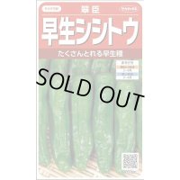 送料無料　[ししとう]　翠臣　約30粒　(株)サカタのタネ　実咲450 （002905）