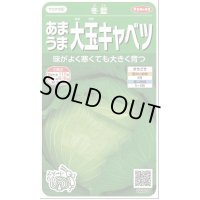 送料無料　[キャベツ]　冬藍　　(株)サカタのタネ　実咲450（002918）