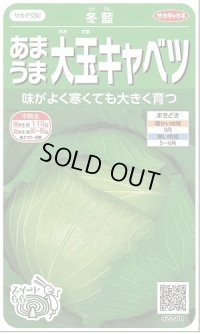 送料無料　[キャベツ]　冬藍　　(株)サカタのタネ　実咲450（002918）