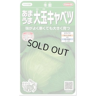 画像1: 送料無料　[キャベツ]　冬藍　　(株)サカタのタネ　実咲450（002918）