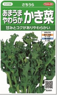 送料無料　[葉物]　かき菜　さちうら　約800粒　(株)サカタのタネ　実咲350（002967）