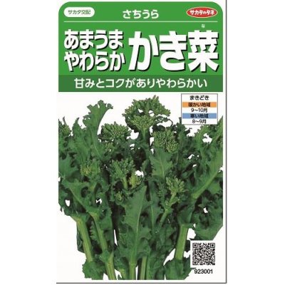 画像1: 送料無料　[葉物]　かき菜　さちうら　約800粒　(株)サカタのタネ　実咲350（002967）