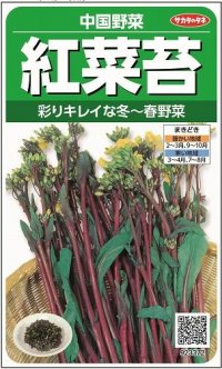 送料無料　[中国野菜]　紅菜苔　約2000粒　(株)サカタのタネ　実咲250（002995）