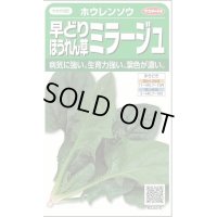 送料無料　[ほうれんそう]　ミラージュ　約750粒　(株)サカタのタネ　実咲250（003007）