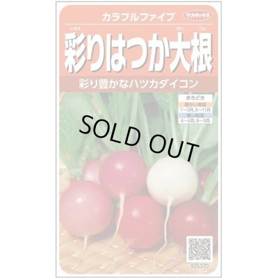 画像1: 送料無料　[大根]　はつかだいこん　カラフルファイブ　約350粒　(株)サカタのタネ　実咲250（003094）