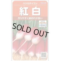 送料無料　[大根]　はつかだいこん　紅白　約525粒　(株)サカタのタネ　実咲250（003095）