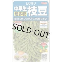 送料無料　[枝豆]　とびきり　約40粒　(株)サカタのタネ　実咲350（003156）