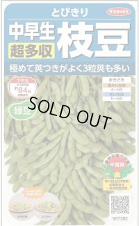 送料無料　[枝豆]　とびきり　約40粒　(株)サカタのタネ　実咲350（003156）