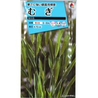 送料無料　花の種　むぎ　笹の雪　8ml　タキイ種苗(株)