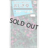 送料無料　花の種　おじぎ草　小袋　タキイ種苗(株)