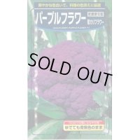 送料無料　[カリフラワー]　パープルフラワー　コート　1000粒　武蔵野交配