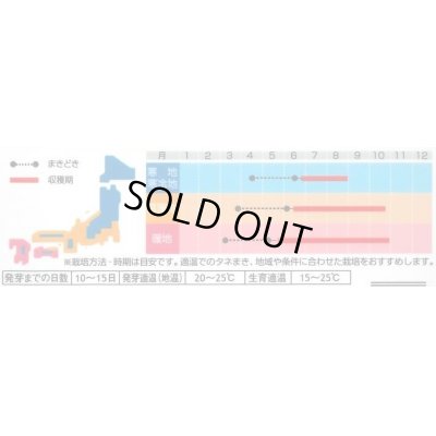 画像3: 送料無料　[ハーブの種]　ペパーミント　約1300粒　(株)サカタのタネ　実咲（003190）