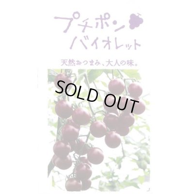 画像2: 送料無料　[トマト/マウロの地中海トマト]　プチポンバイオレット　100粒　サナテックシード（株）