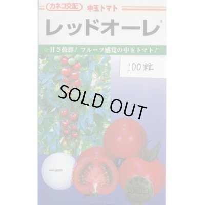 画像1: 送料無料　[トマト/中玉トマト]　レッドオーレ　100粒　カネコ交配