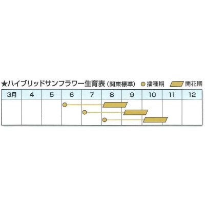 画像3: [景観形成作物]　ヒマワリ　ハイブリッドサンフラワーNEO　200g　カネコ種苗