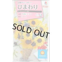 送料無料　花の種　ひまわり　サンリッチ混合　小袋　タキイ種苗(株)