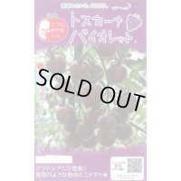 送料無料　[トマト/マウロの地中海トマト]　トスカーナバイオレット　8粒　サナテックシード（株）