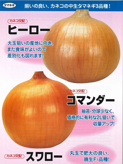 たまねぎ] スワロー 20ml カネコ交配(野菜種/たまねぎ)グリーンロフトネモト直営