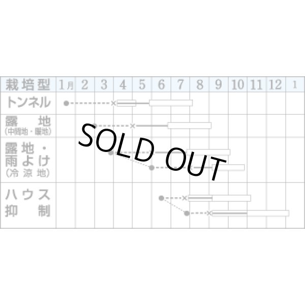 画像2: 送料無料　[トマト/桃太郎系]　桃太郎　1000粒　貴種(コートしてません)　タキイ種苗 (2)