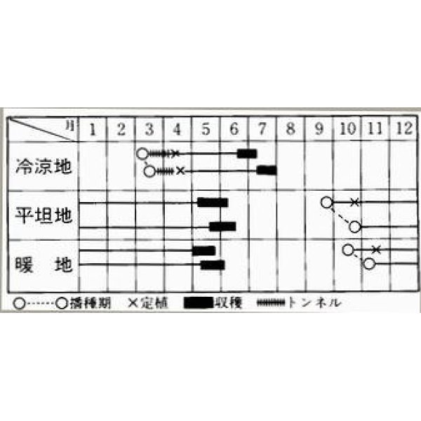 画像3: [そら豆]　陵西一寸　230粒　ヴィルモランみかど (3)