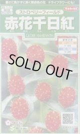 画像: 送料無料　花の種　赤花千日紅　ストロベリーフィールド　約20粒　(株)サカタのタネ　実咲250（026256）