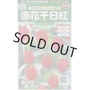 画像: 送料無料　花の種　赤花千日紅　ストロベリーフィールド　約20粒　(株)サカタのタネ　実咲250（026256）