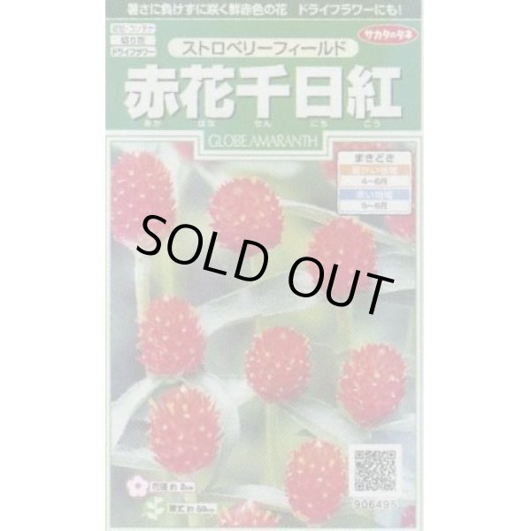 画像1: 送料無料　花の種　赤花千日紅　ストロベリーフィールド　約20粒　(株)サカタのタネ　実咲250（026256） (1)