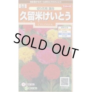 画像: 送料無料　花の種　けいとう　久留米けいとう　切り花用混合　約145粒　(株)サカタのタネ　実咲200（026324）