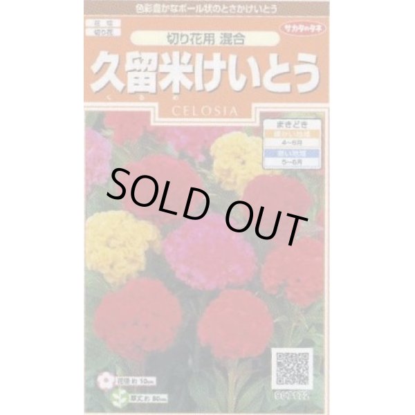 画像1: 送料無料　花の種　けいとう　久留米けいとう　切り花用混合　約145粒　(株)サカタのタネ　実咲200（026324） (1)