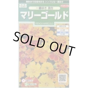 画像: 送料無料　花の種　マリーゴールド　一重咲き混合　約50粒　(株)サカタのタネ　実咲250（026295）