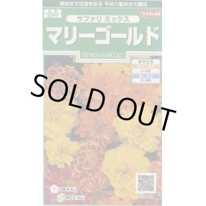 画像: 送料無料　花の種　マリーゴールド　サファリミックス　約29粒　(株)サカタのタネ　実咲250（026294）