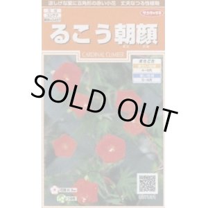 画像: 送料無料　花の種　るこう朝顔　約22粒　(株)サカタのタネ　実咲200（026371）