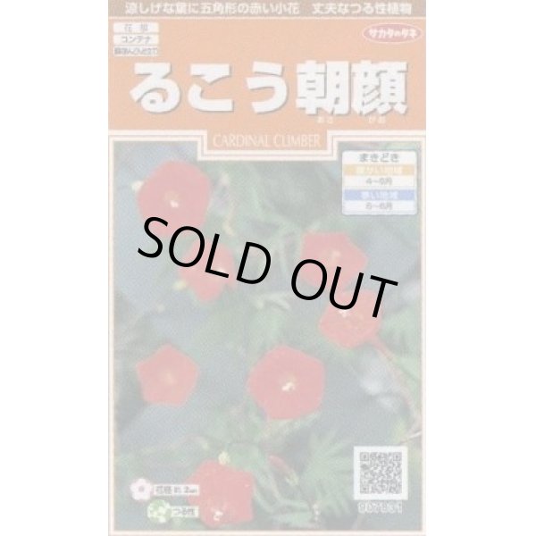 画像1: 送料無料　花の種　るこう朝顔　約22粒　(株)サカタのタネ　実咲200（026371） (1)