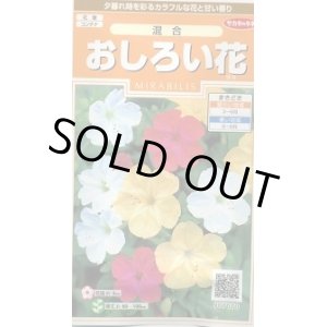 画像: 送料無料　花の種　おしろい花　約15粒　(株)サカタのタネ　実咲200（026310）