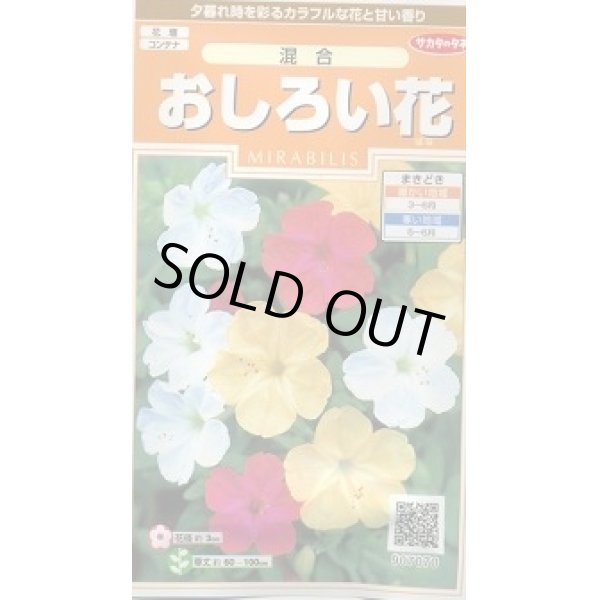 画像1: 送料無料　花の種　おしろい花　約15粒　(株)サカタのタネ　実咲200（026310） (1)