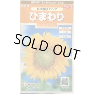 画像: 送料無料　花の種　ひまわり　巨大輪咲　ロシア　約20粒　(株)サカタのタネ　実咲200（026349）