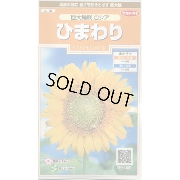 画像1: 送料無料　花の種　ひまわり　巨大輪咲　ロシア　約20粒　(株)サカタのタネ　実咲200（026349） (1)