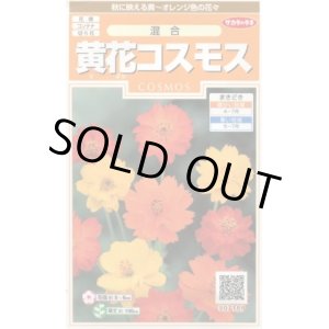 画像: 送料無料　花の種　黄花コスモス　約58粒　(株)サカタのタネ　実咲200（026330）