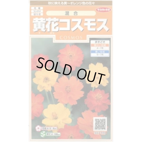 画像1: 送料無料　花の種　黄花コスモス　約58粒　(株)サカタのタネ　実咲200（026330） (1)