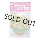 画像: 送料無料　花の種　ミニひまわり　小夏　約20粒　(株)サカタのタネ　実咲350（026151）