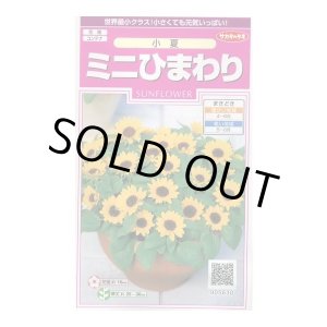 画像: 送料無料　花の種　ミニひまわり　小夏　約20粒　(株)サカタのタネ　実咲350（026151）